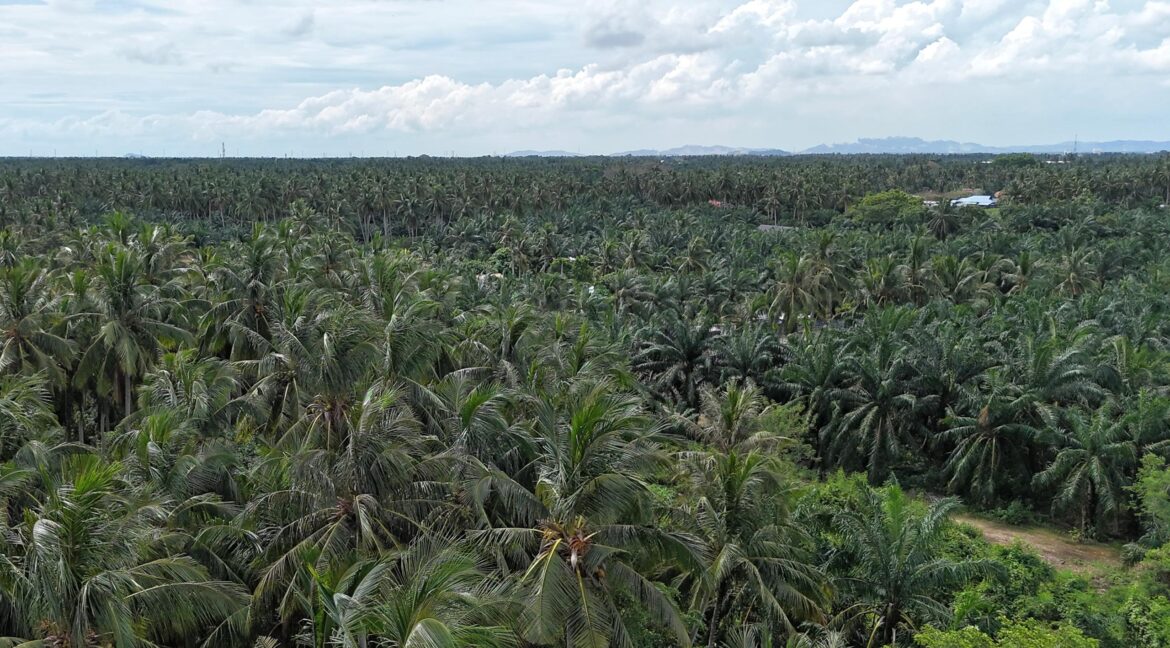 revolusi hijau kampung perepat-1